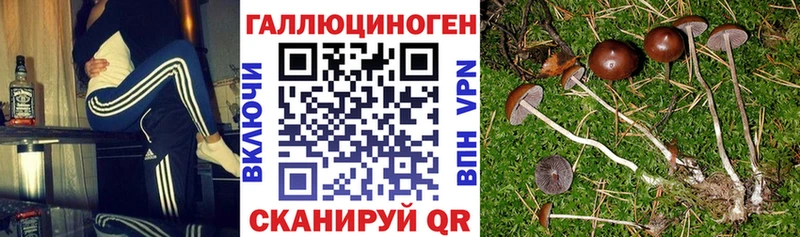 что такое наркотик  Хвалынск  Галлюциногенные грибы мицелий 